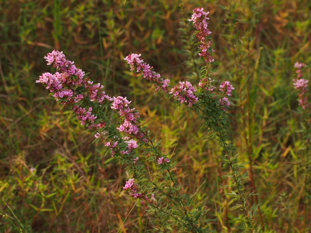 Plant in peak flowering