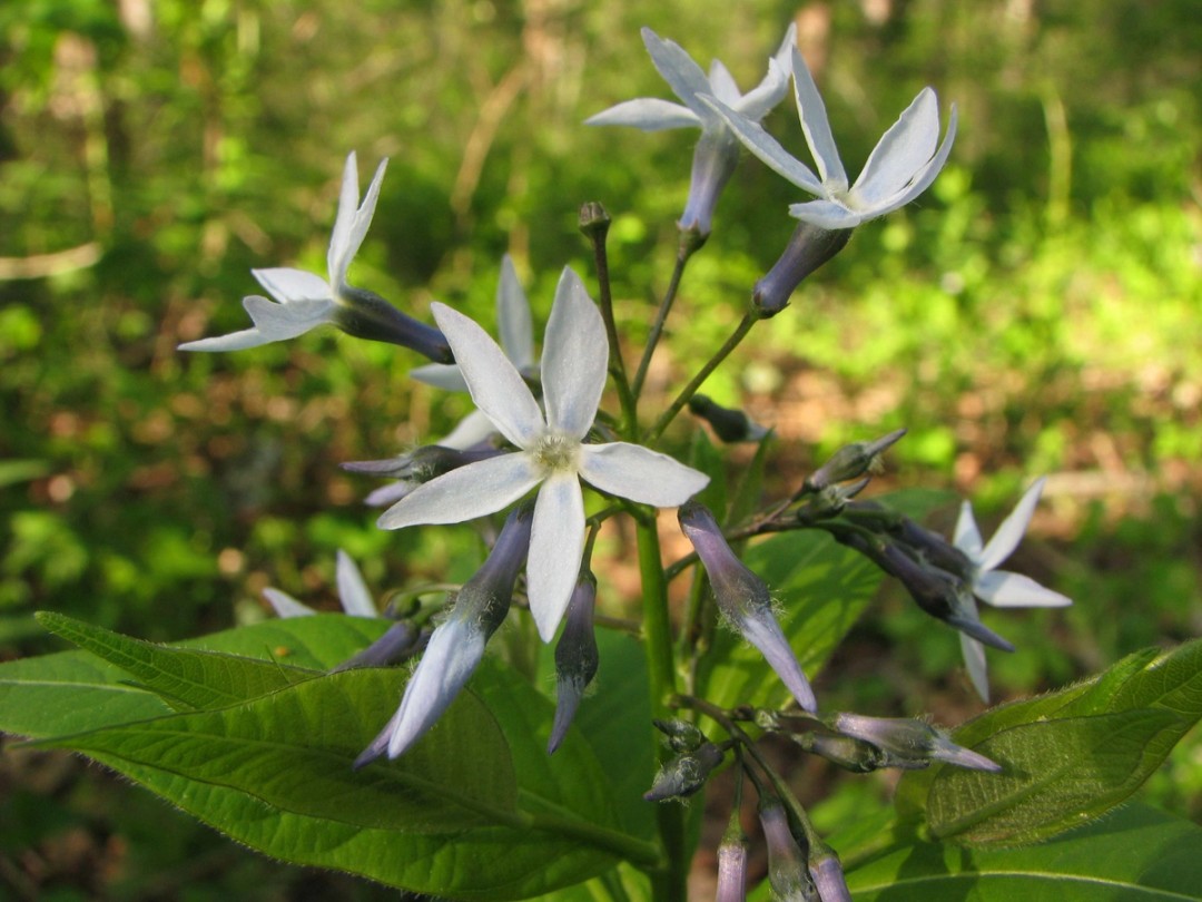 White hairs at flower base
