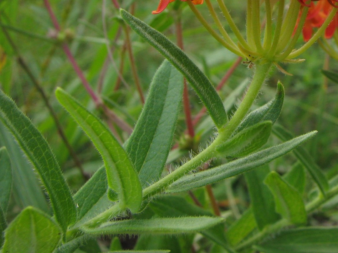 Hirsute stem and leaves