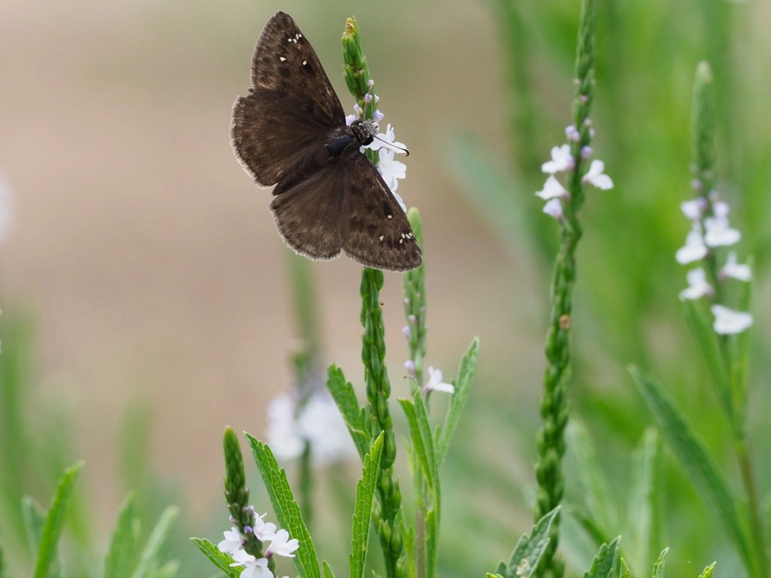 Horace's Duskywing