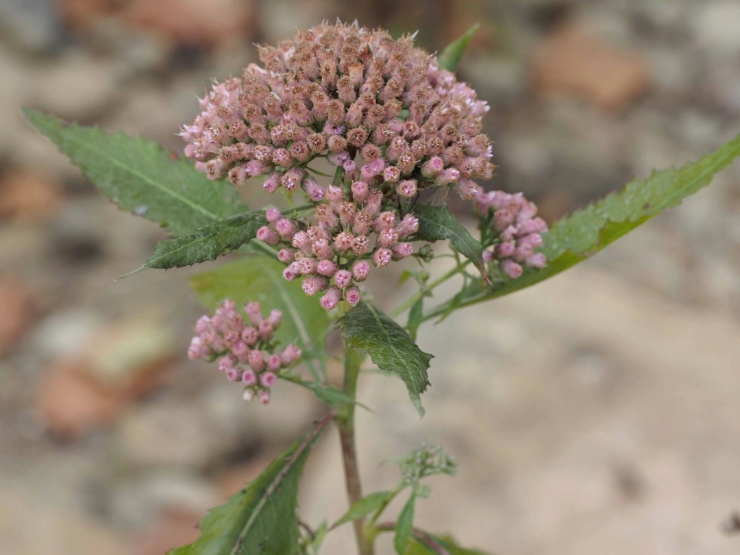 Disk flowers