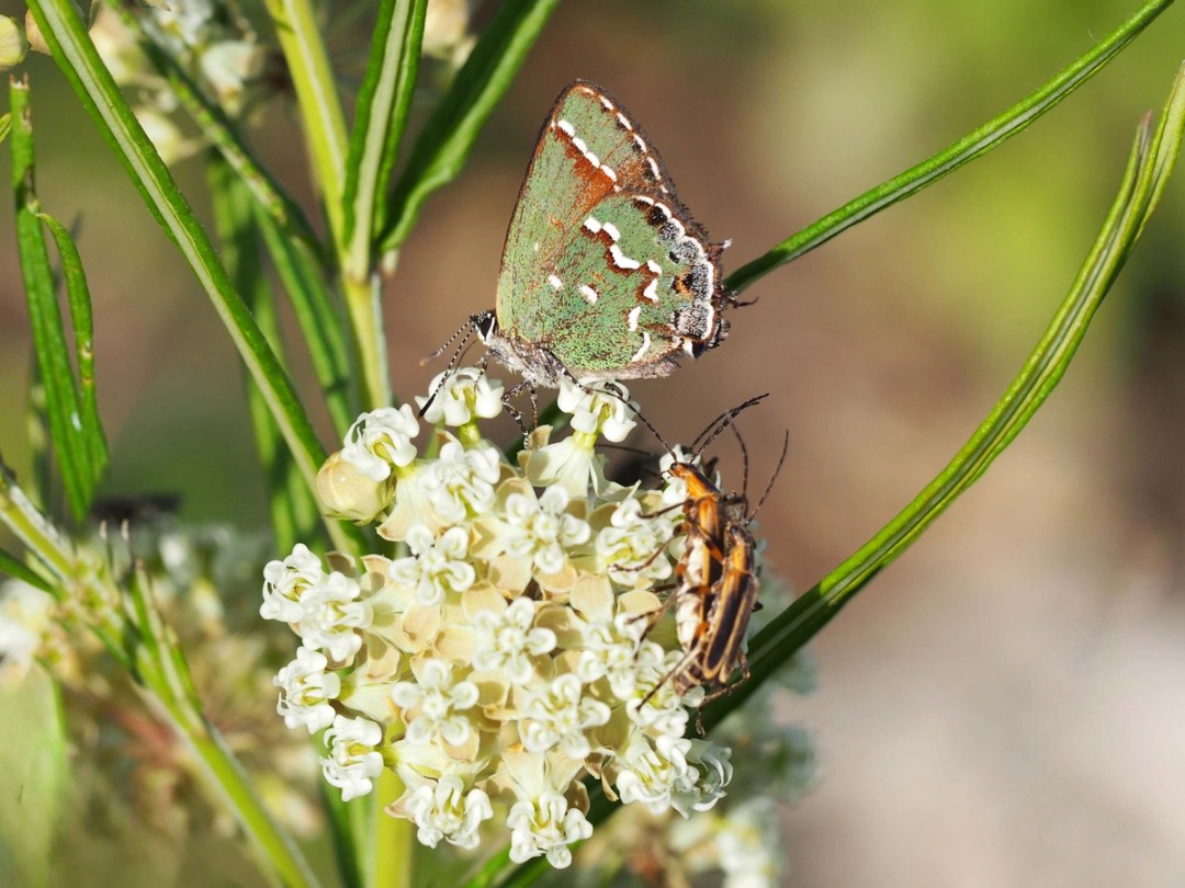 Juniper hairstreak