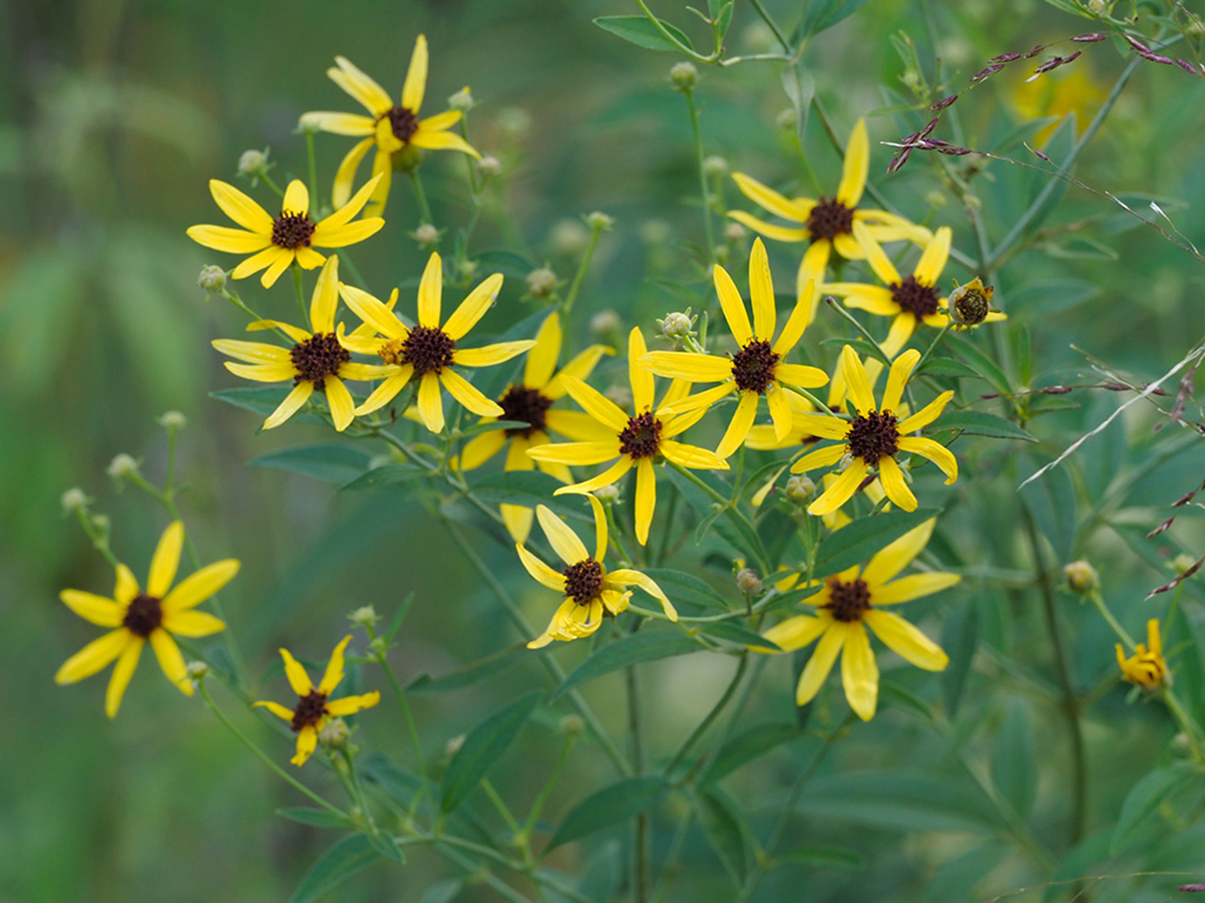Coreopsis tripteris