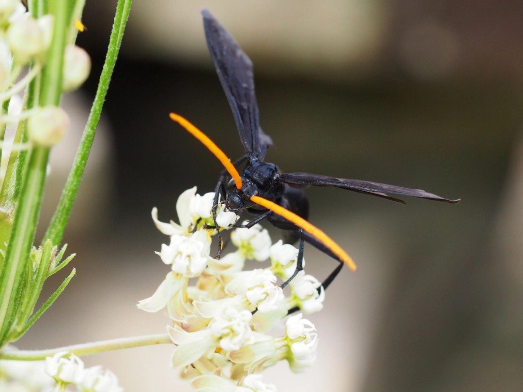 Genus Pepsis (New World Tarantula-hawk wasp)