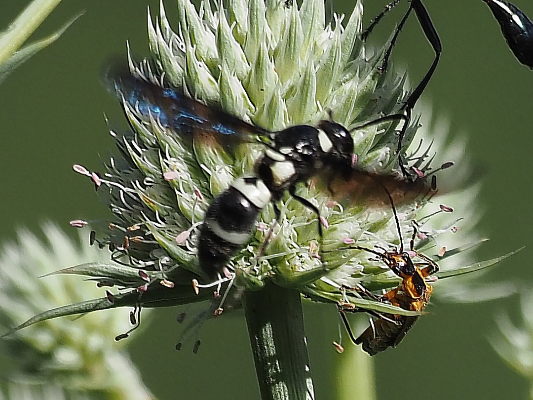 Square-cut Mason wasp, Pseudodynerus quadrisectus