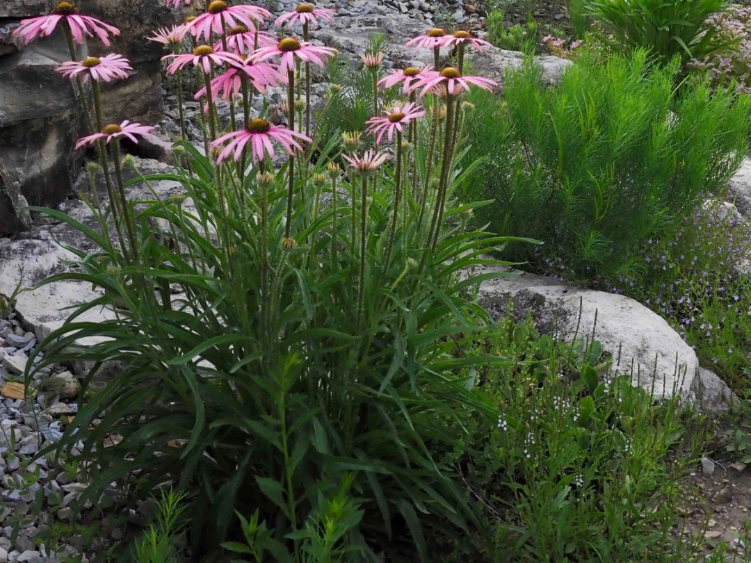 with Echinacea simulata