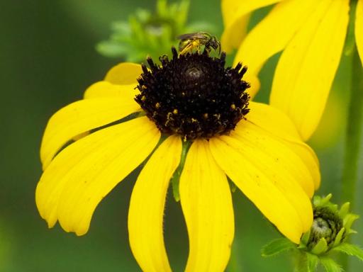 Golden sweat bee 