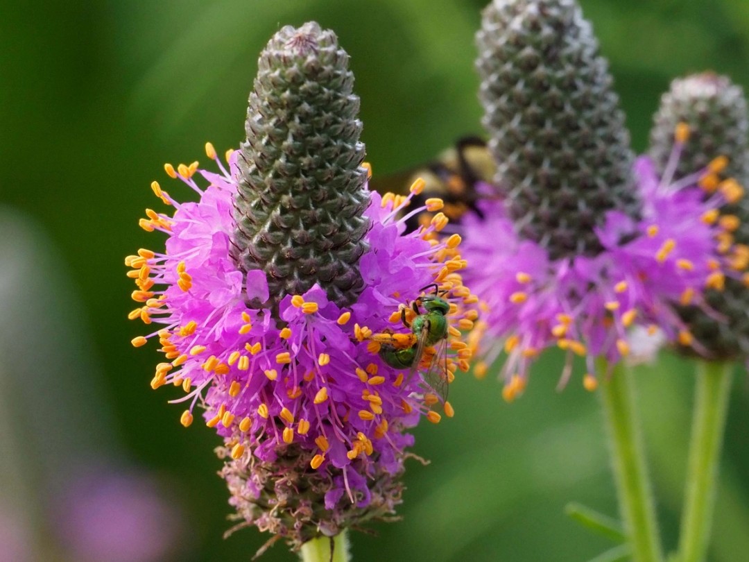 Metallic green sweat bee