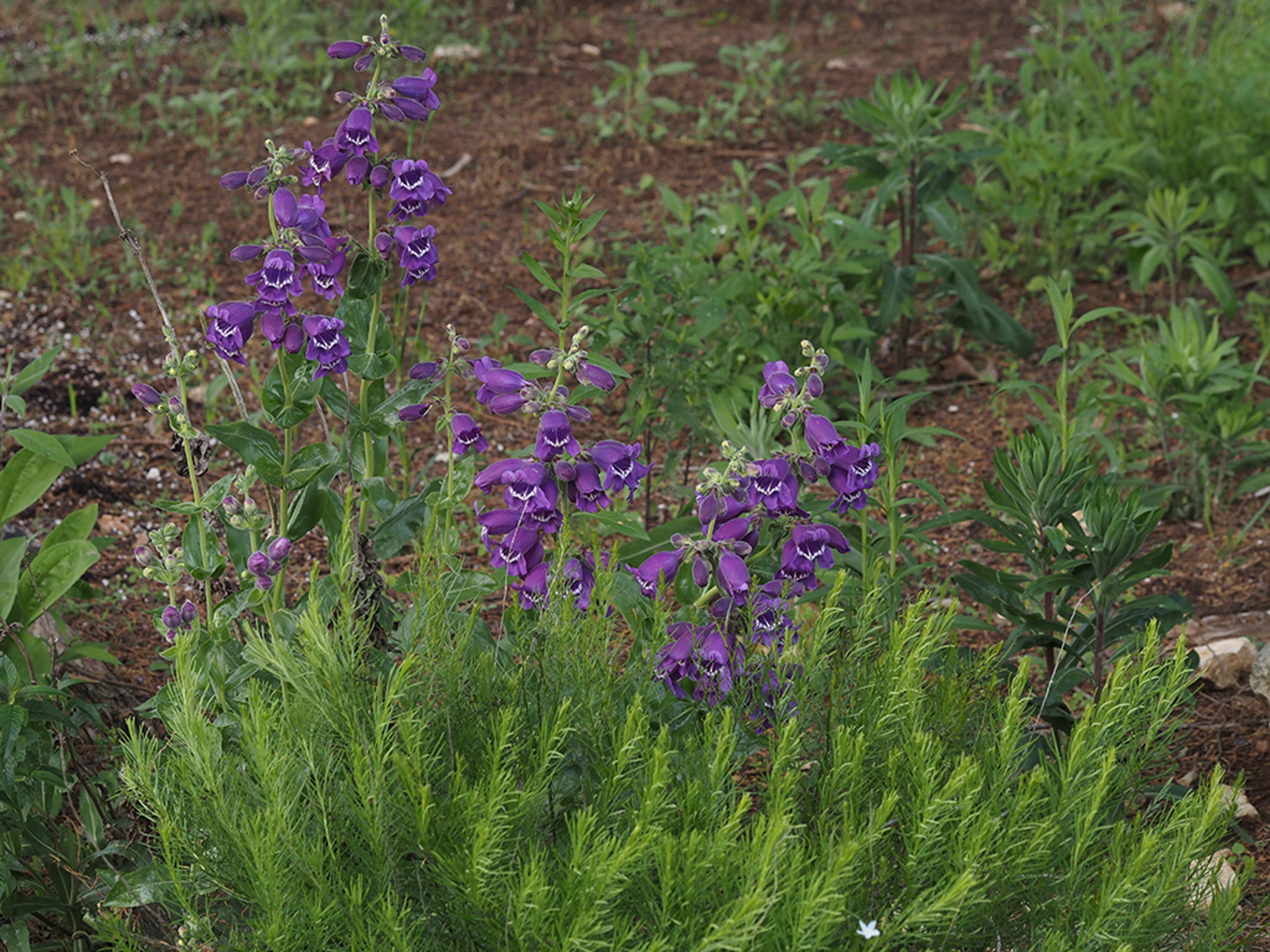 Penstemon cobaea