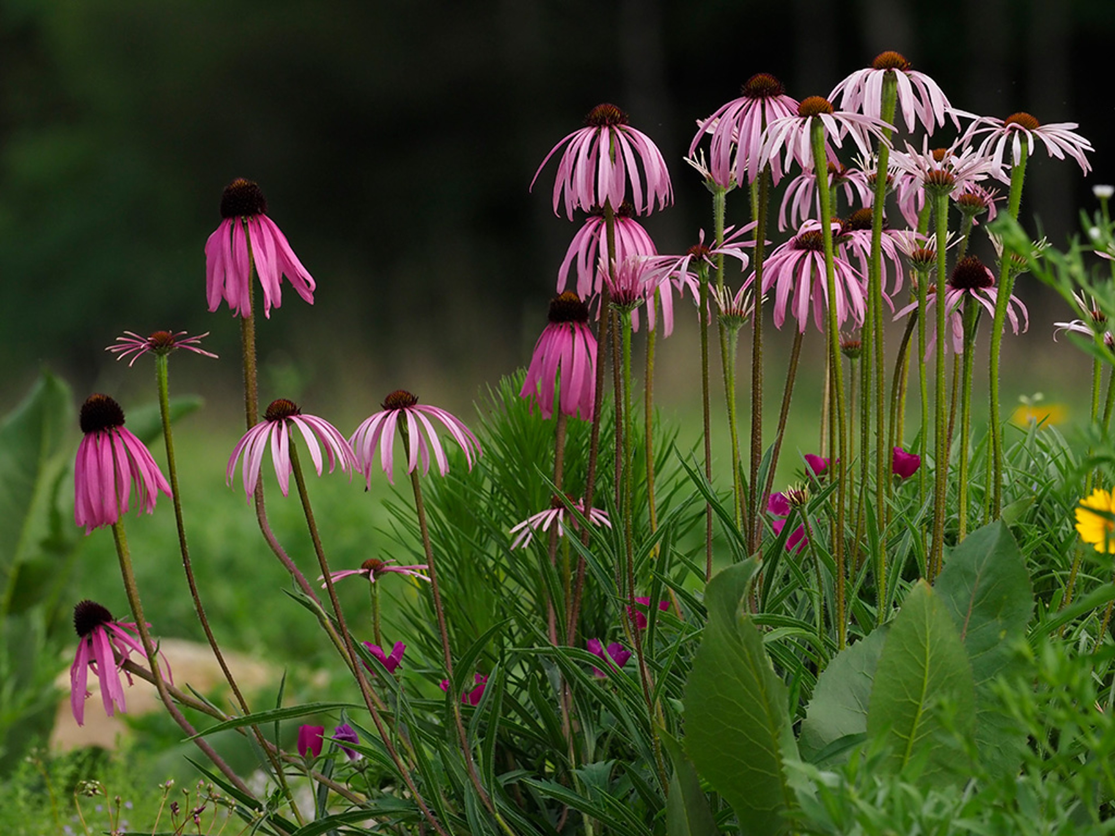 Echinacea simulata
