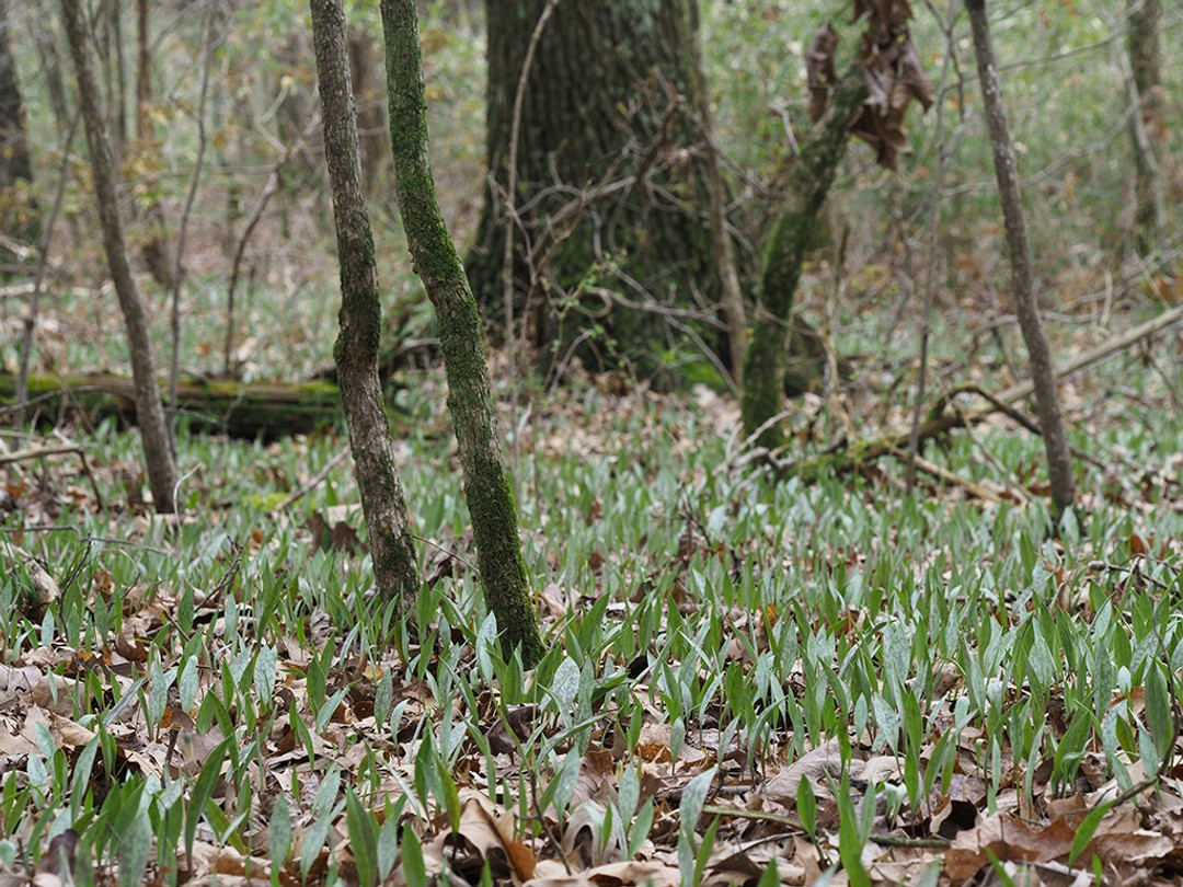Huge Trout lily colony before blooming