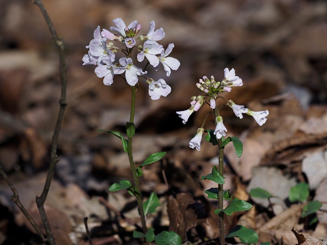 Purple cress (Cardamine douglassii)