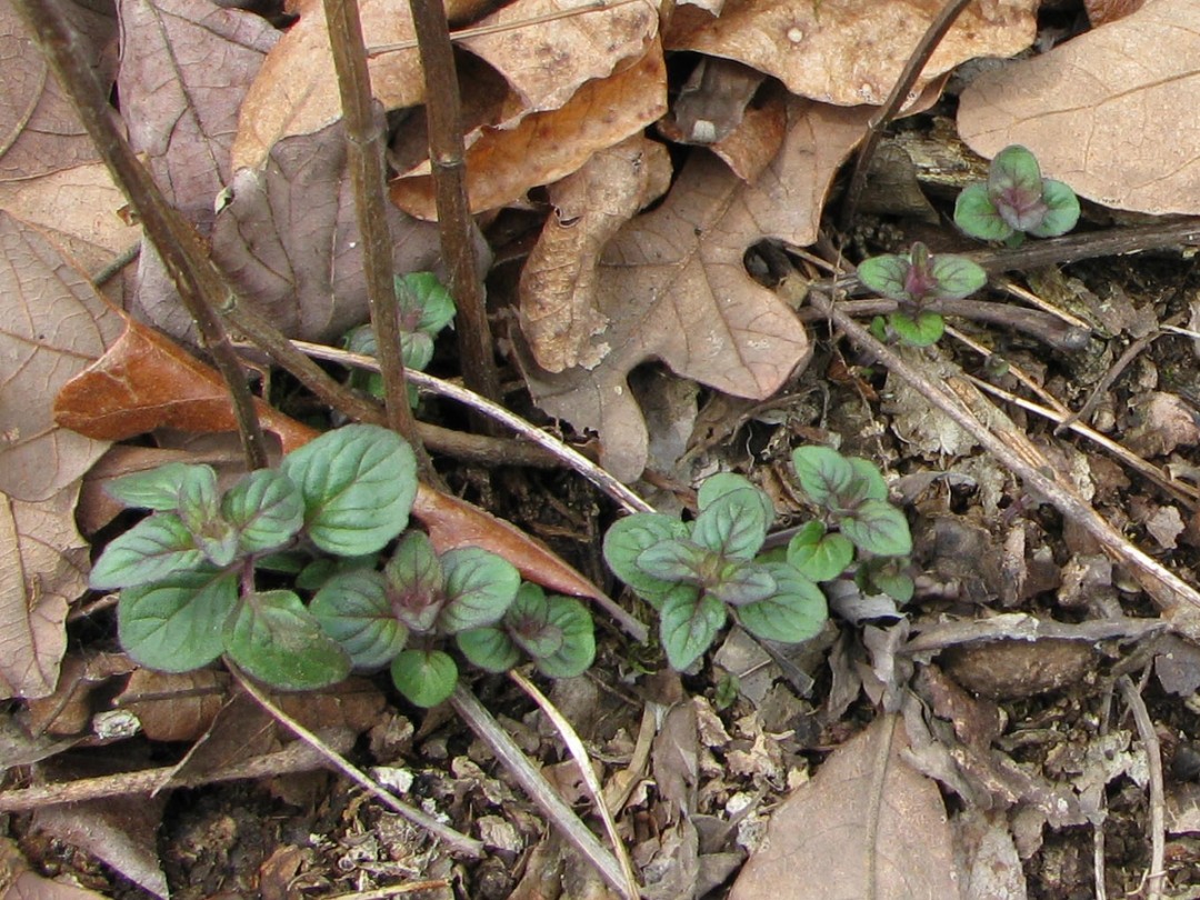 Spring leaves and previous year stems