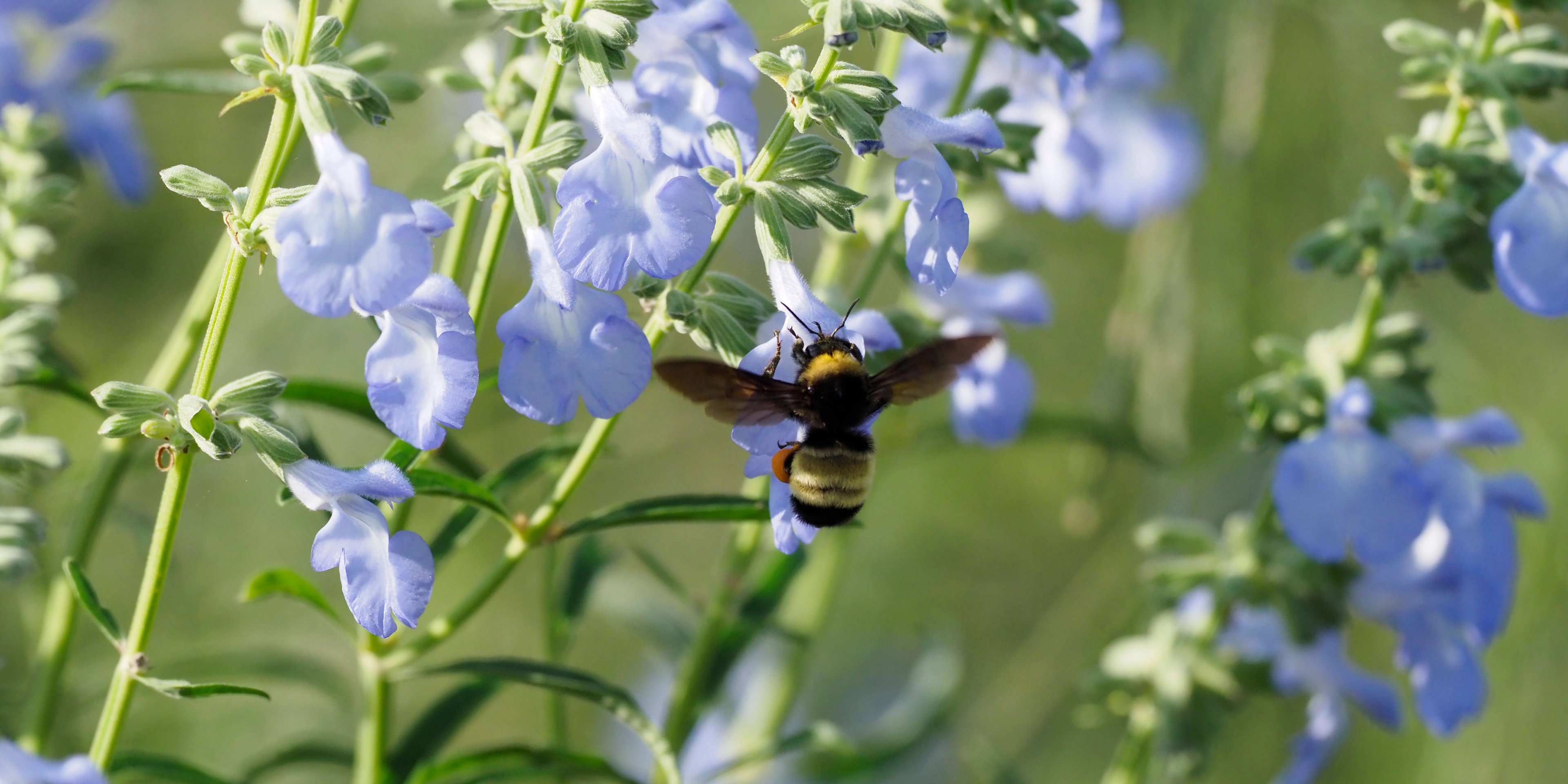 Blue flowers of Salvia azurea with American Bumble Bee