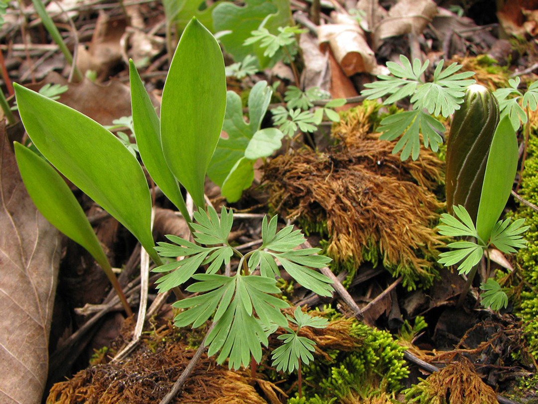 Dutchman's Breeches, Trout lily, Bloodroot and May Apple