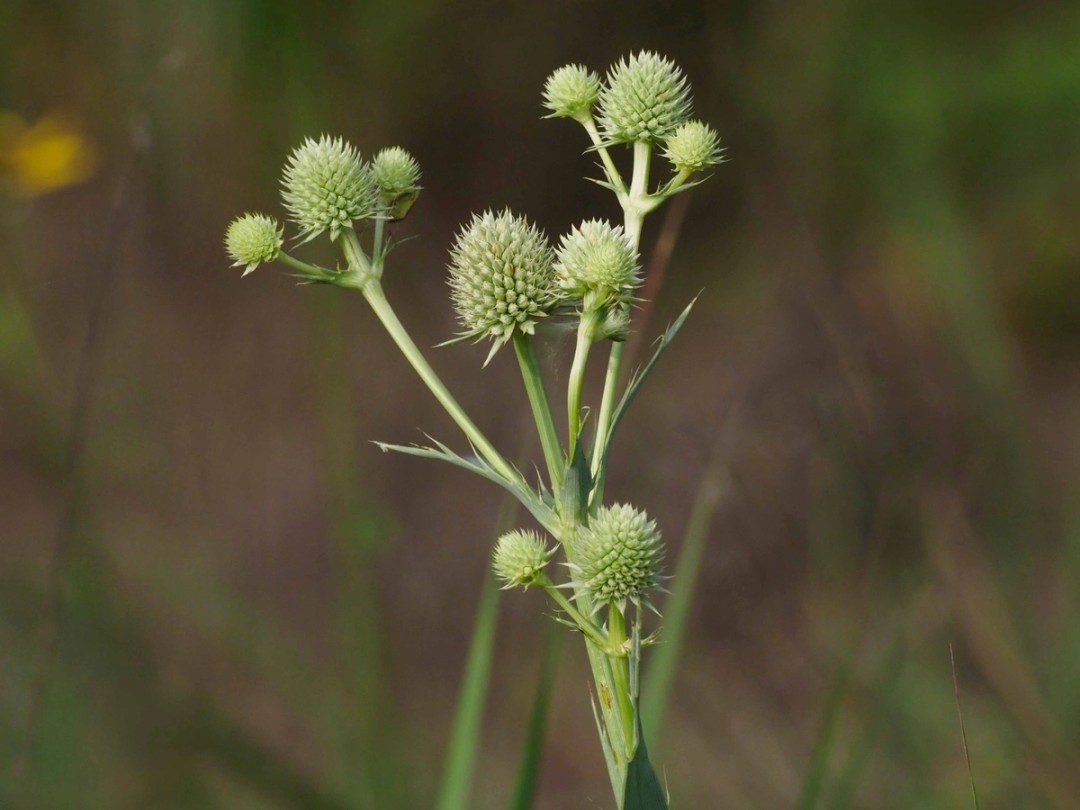 Immature inflorescence and bracts