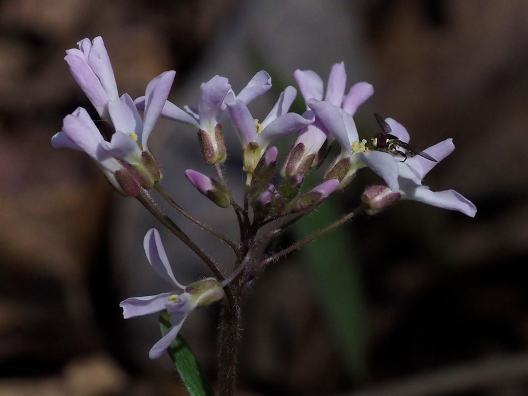 Syrphid fly