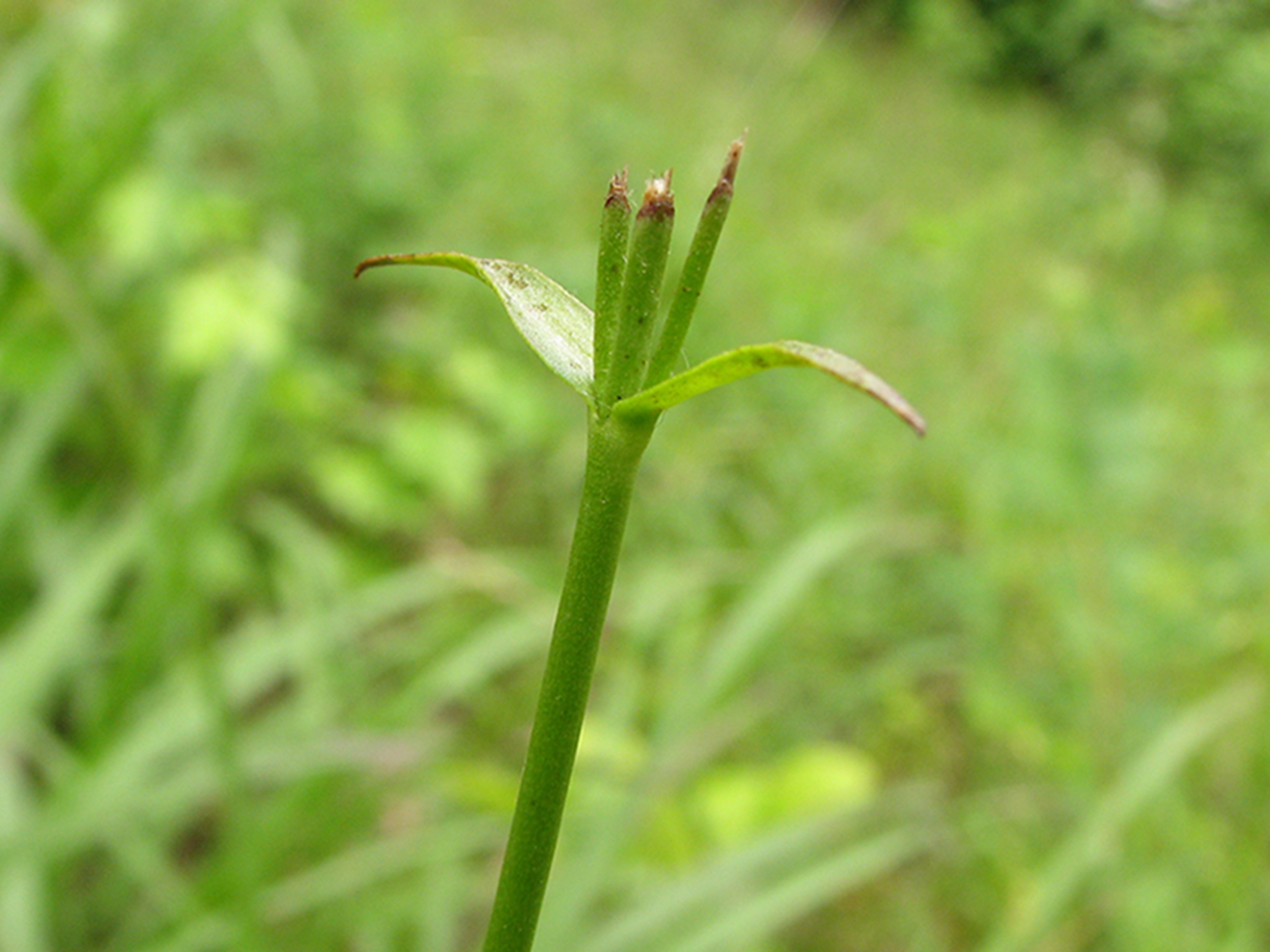 Partially consumed plant