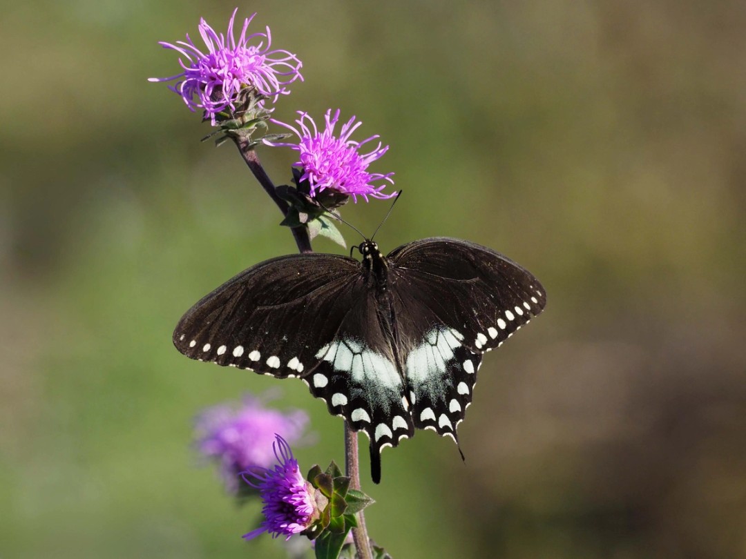 Spicebush swallowtail