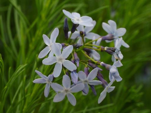 Each cluster of flowers is a small bouquet