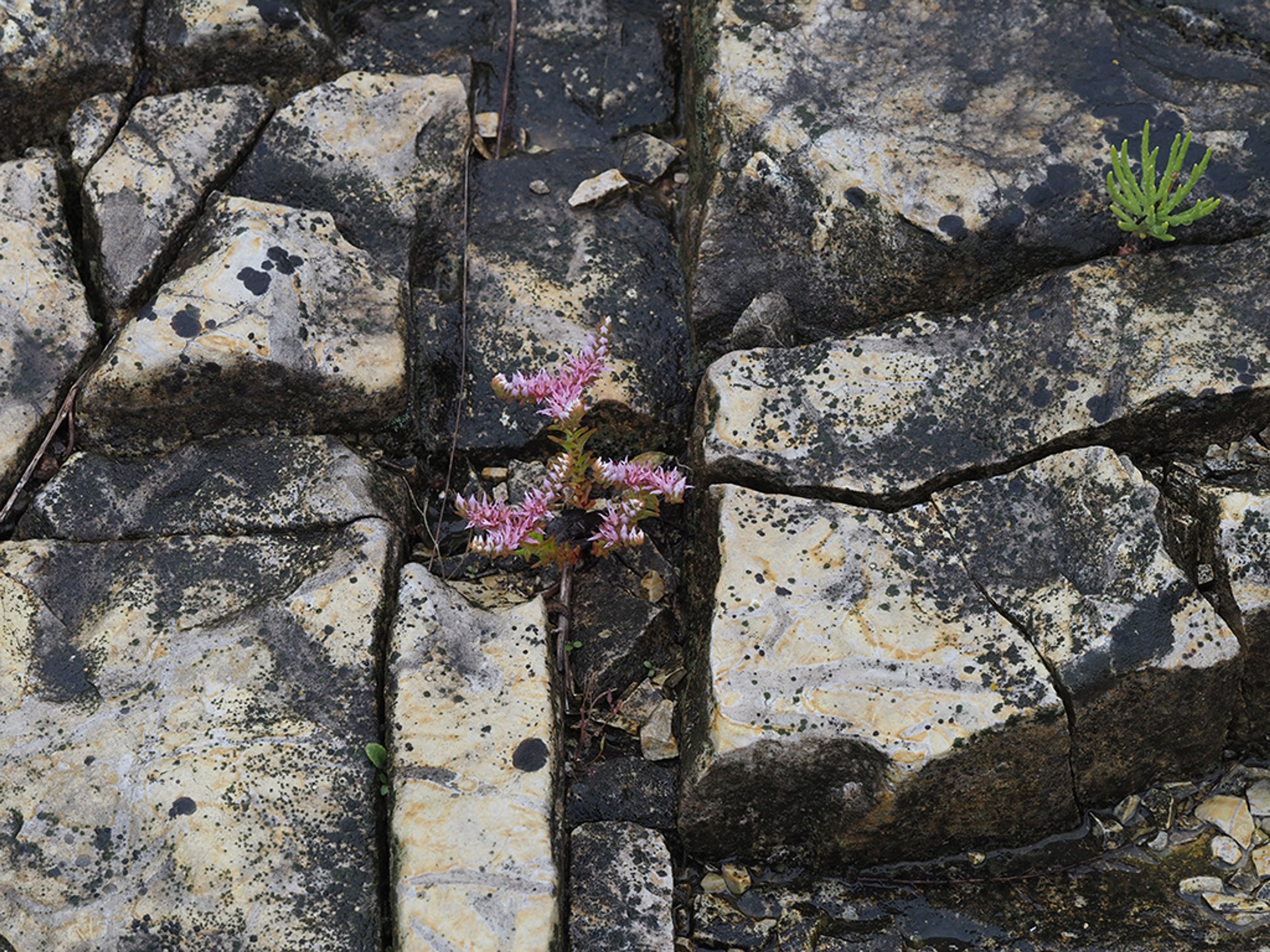Widow's cross blooming through cracks in glade stone