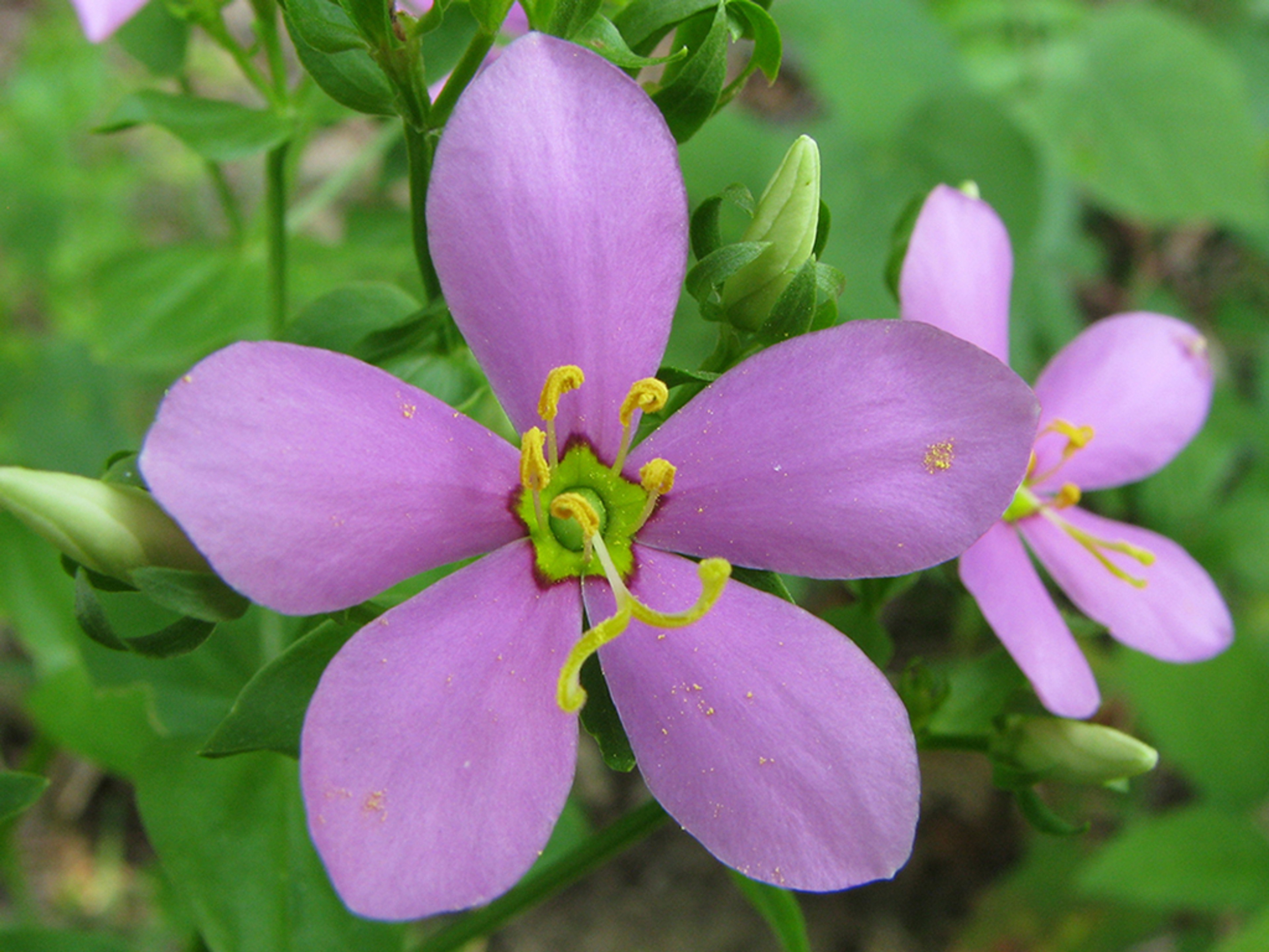 Green star outlined in dark pink