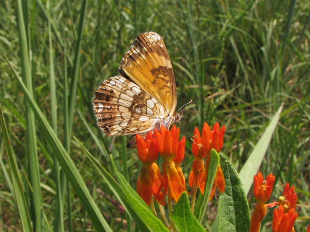 Silvery checkerspot
