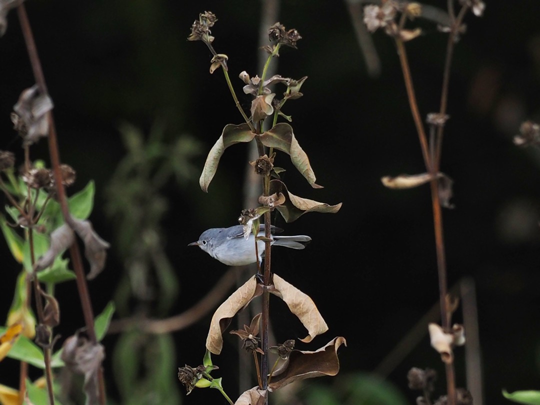 Blue gray gnatcatcher perching on Rosinweed