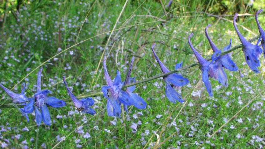 Carolina larkspur with Glade coneflower