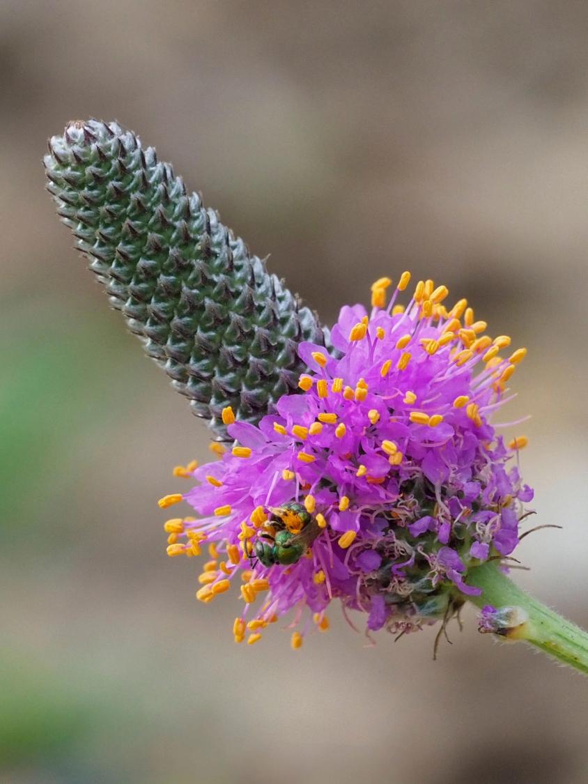 Purple flowers of Dalea purpurea
