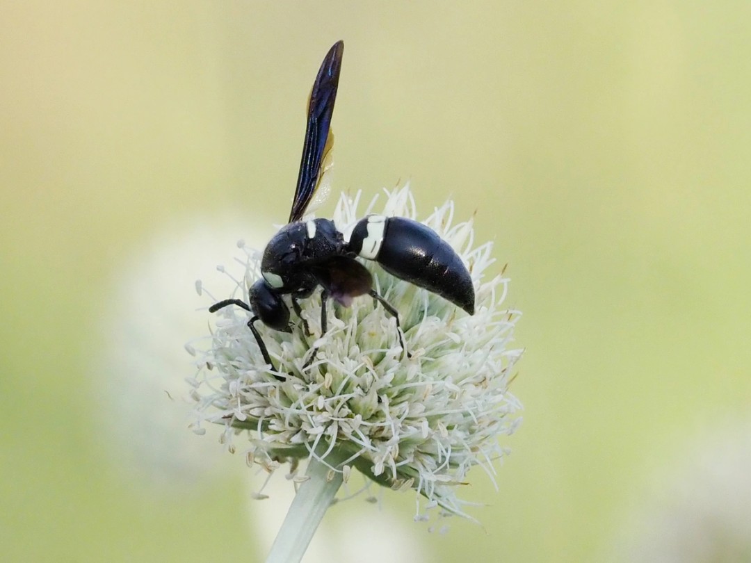 Four toothed mason wasp (Monobia quadridens)