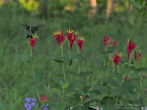 Spigelia marylandica (Indian Pink)