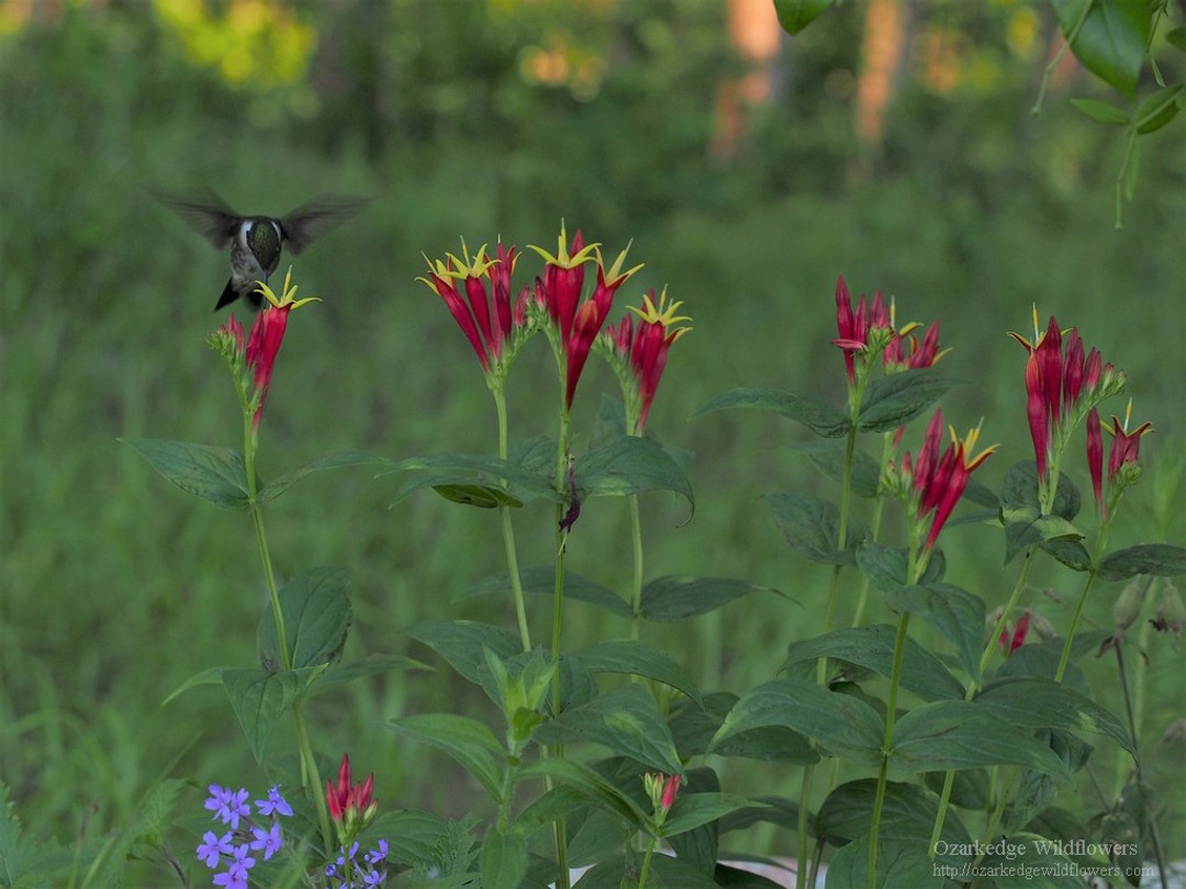 Spigelia marylandica (Indian Pink)