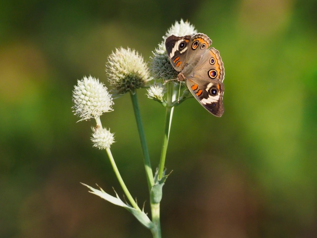 Common Buckeye