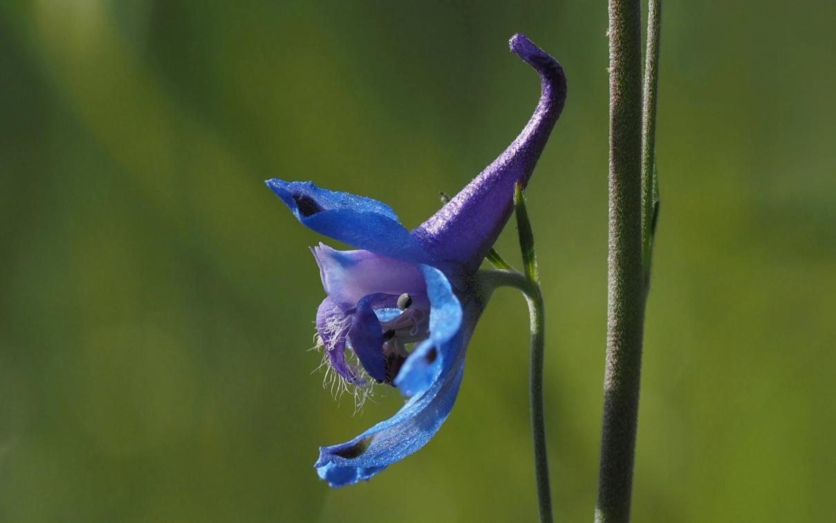 Purple nectary spur 