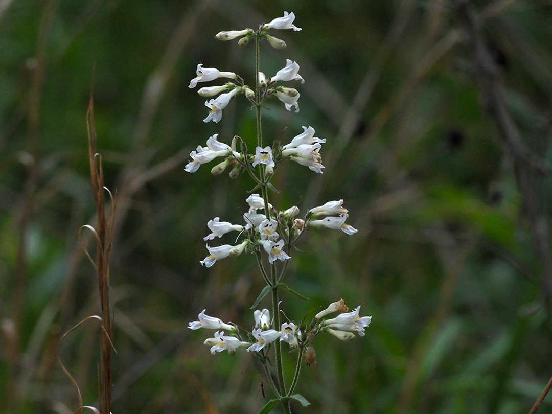 Pale beardtongue (Penstemon pallidus)