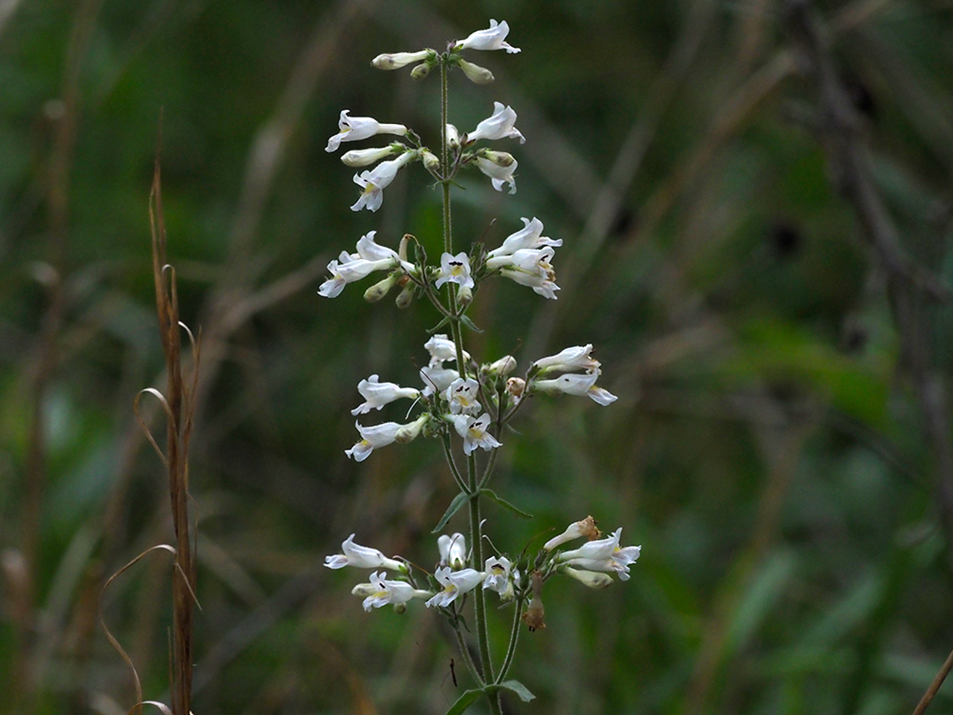Penstemon pallidus