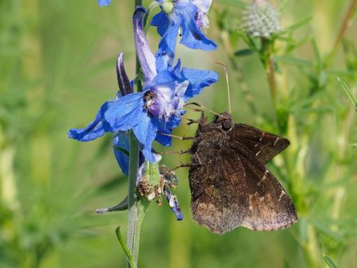 Northern Cloudywing Butterfly