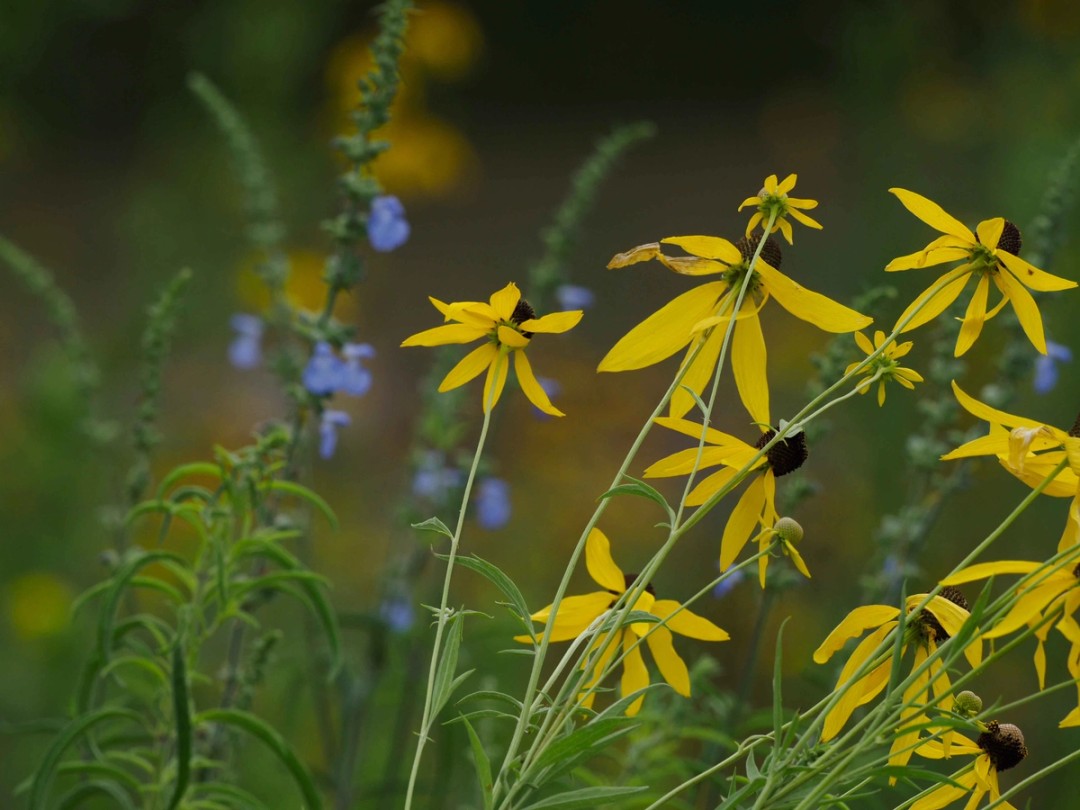 with Ratibida pinnata
