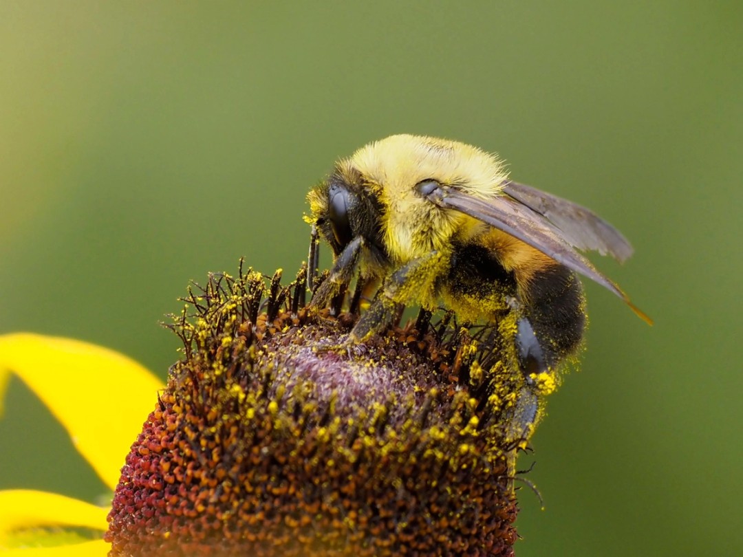 Brown-belted bumblebee