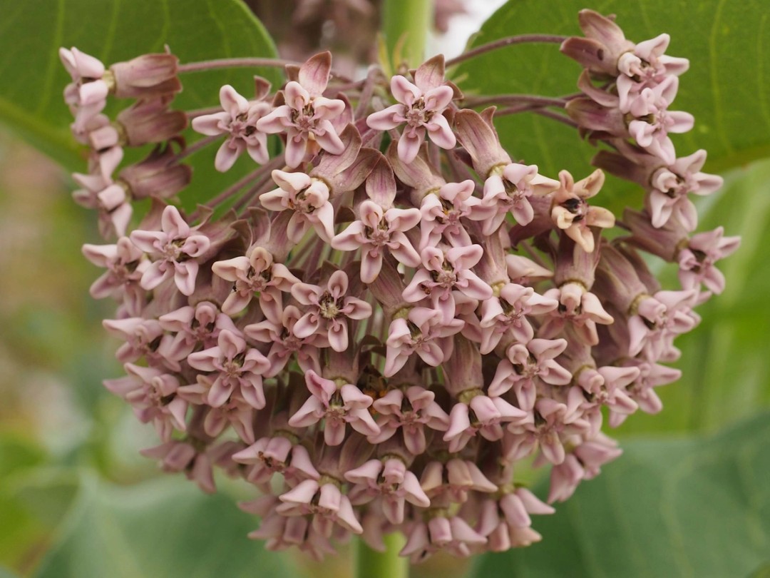 Umbel of flowers