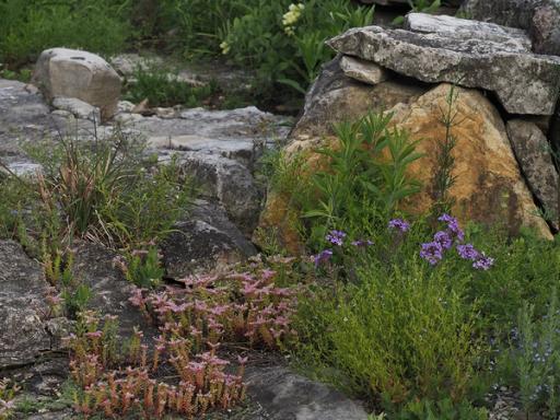 Rose verbena, Small skullcap, Ozark calamint and Widows cross