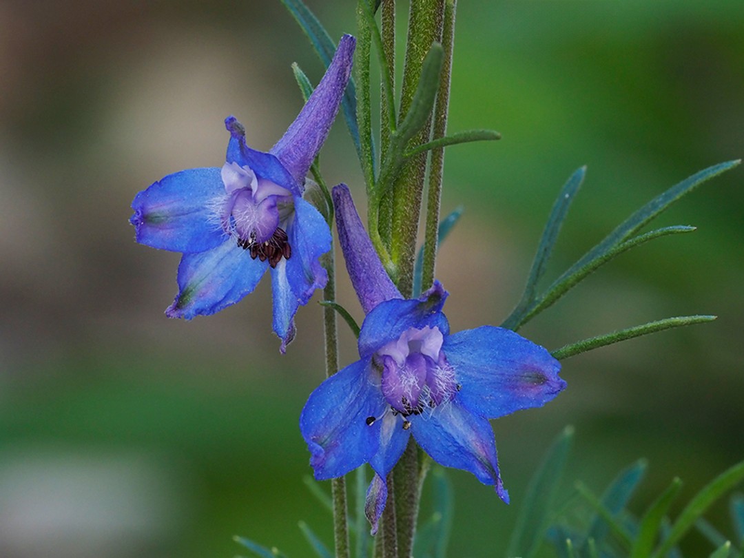Blue sepals with green patch, white upper and blue lower petals