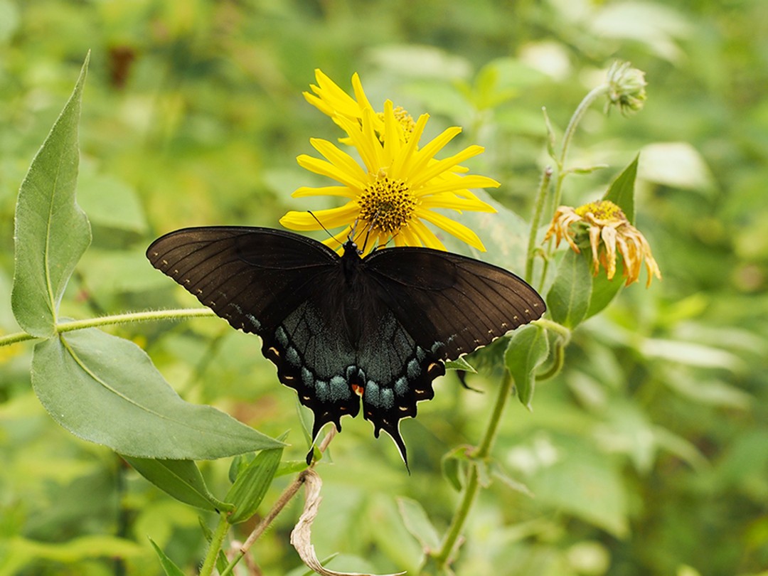 Eastern Tiger Swallowtail (Dark female)