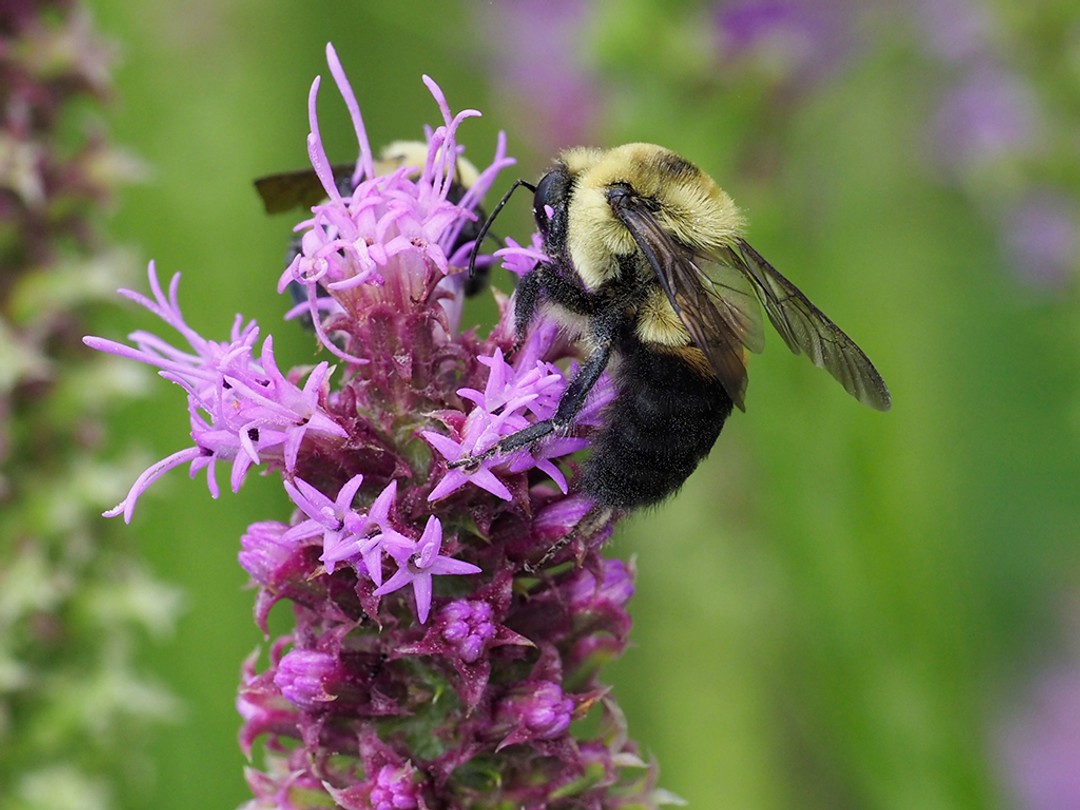 Brown-belted Bumble Bee