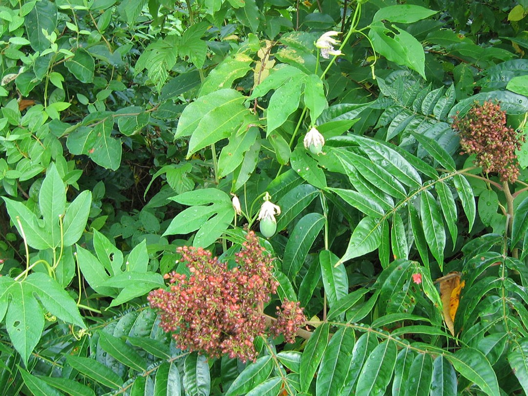 Climbing on Winged Sumac 
