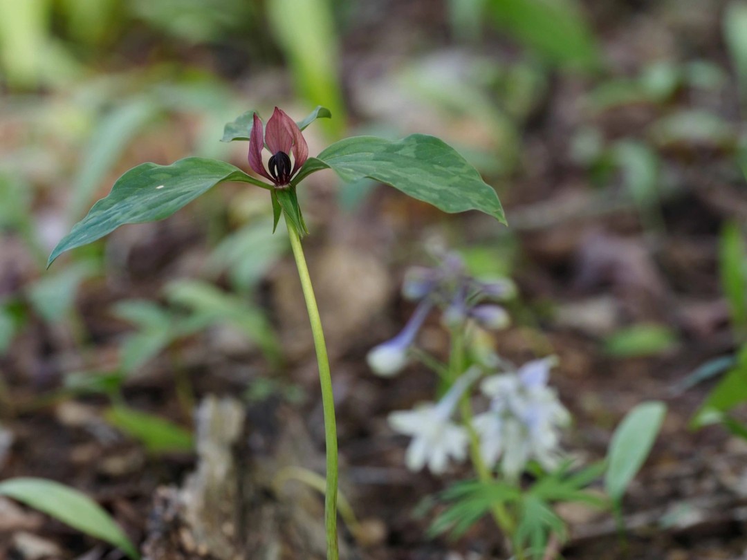 with Trillium recurvatum