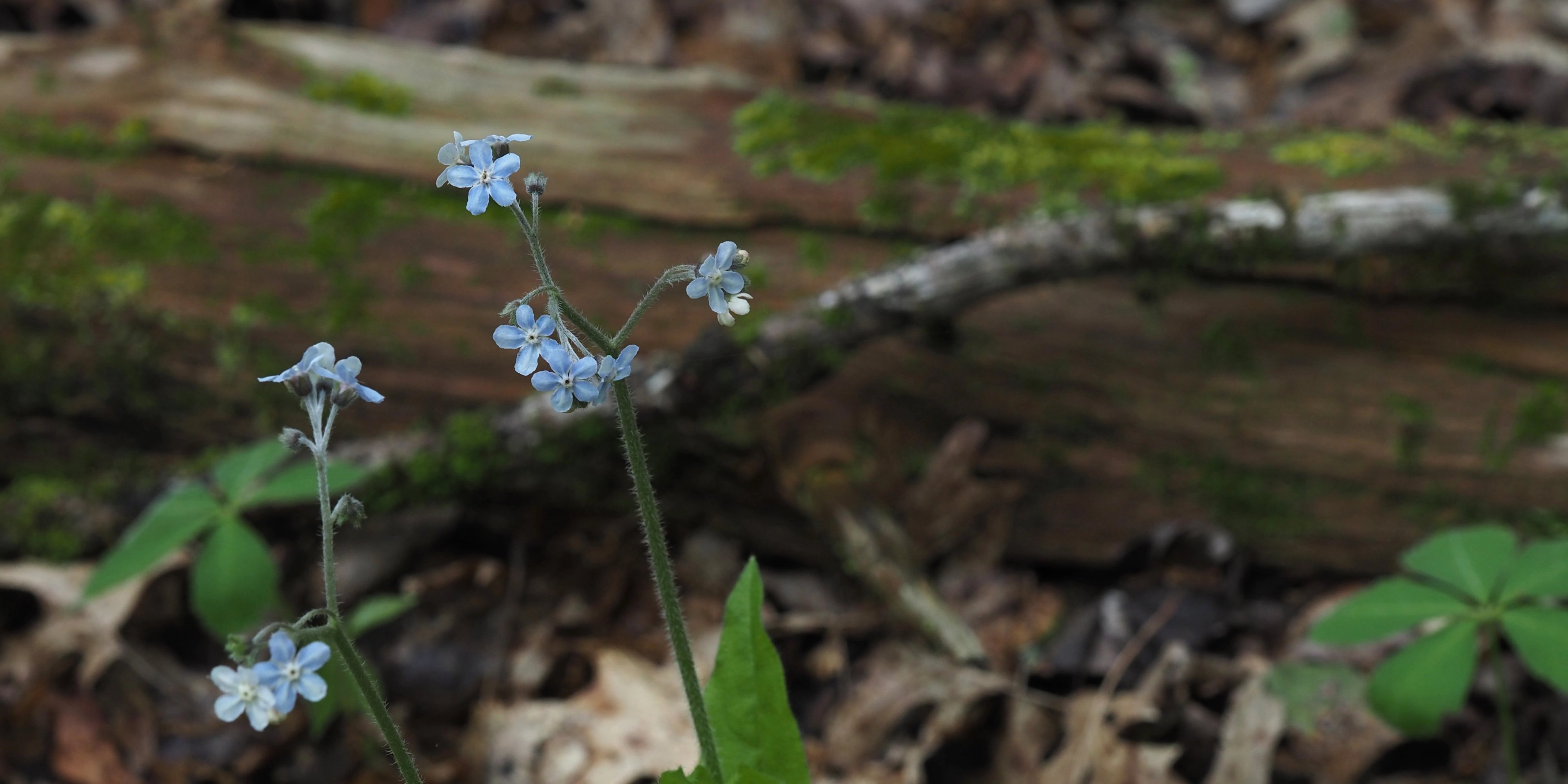 Andersonglossom virginianum