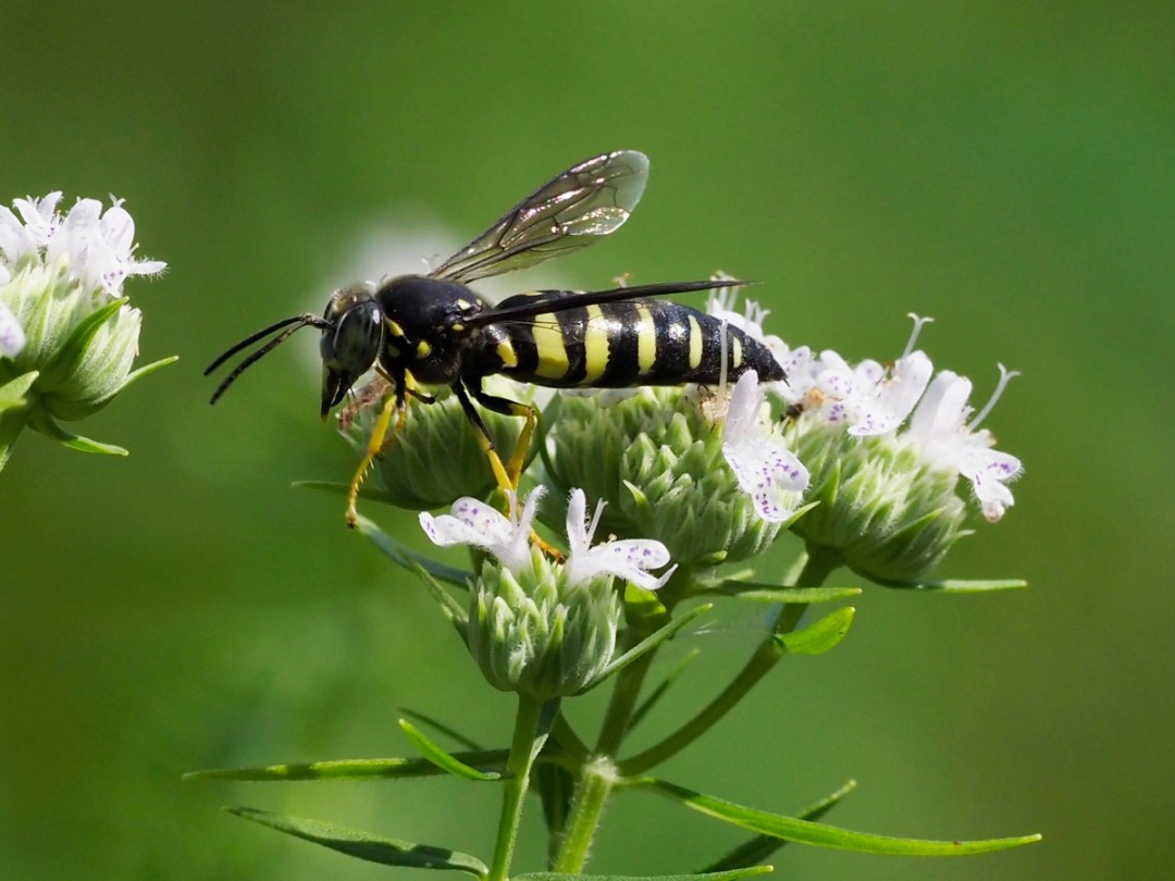 Four-banded Sand wasp