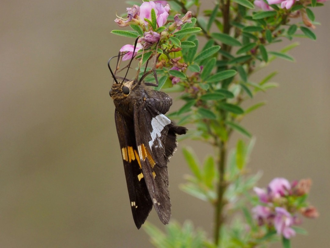 Silver spotted skipper